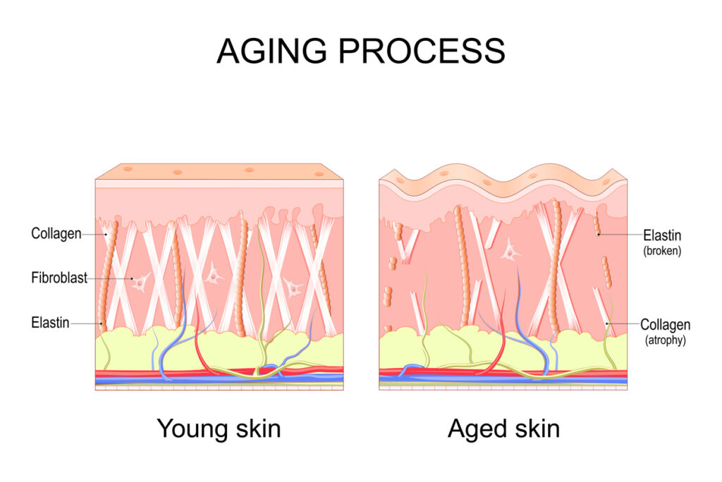 Aging process scientific graph